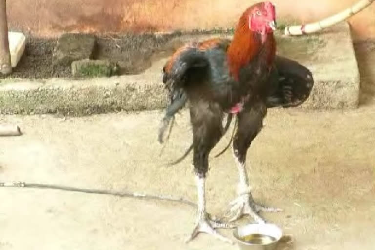The drunkard rooster