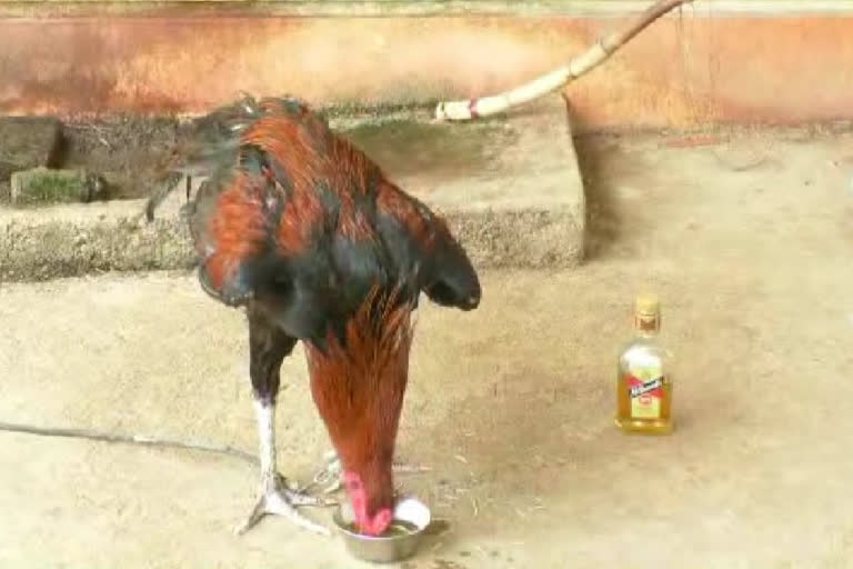 drunken rooster
