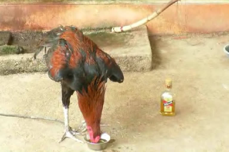 rooster addicted to alcohol  drunkard rooster  bhandara district rooster drinking alcohol  കോഴി മദ്യപാനത്തിന് അടിമ  മദ്യപാനി പൂവൻകോഴി