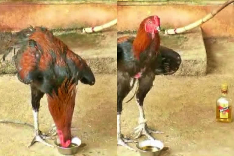 Man buys foreign liquor for tipsy rooster that took to drinking like fish to water