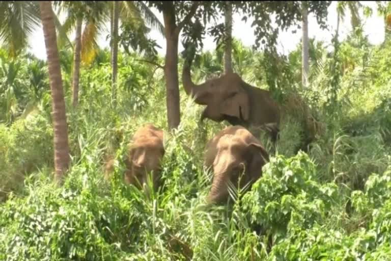 தனியார் தோட்டத்தில் முகாமிட்டுள்ள யானைகள் - வனத்துறையின் சிறப்பு திட்டம்!