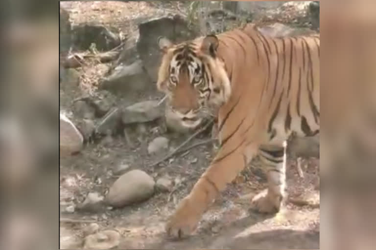 திக் திக் நிமிடங்கள்: காருக்கு மிக அருகில் புலி