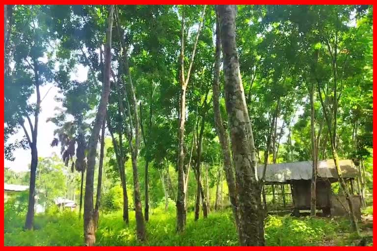 view of the first rubber garden in Sivasagar