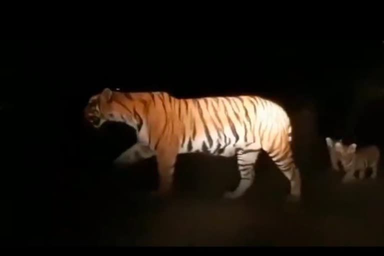 Panic in the area after the movement of tigress and cubs in Haldi Pantnagar area