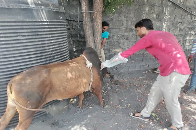 પોરબંદર: લમ્પી વાયરસને કારણે બે પશુના મોત,ખાસ આઈસોલેશન વૉર્ડ તૈયાર કરાયો