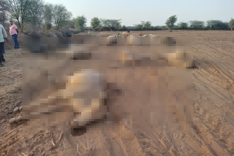 cows death in Nagaur