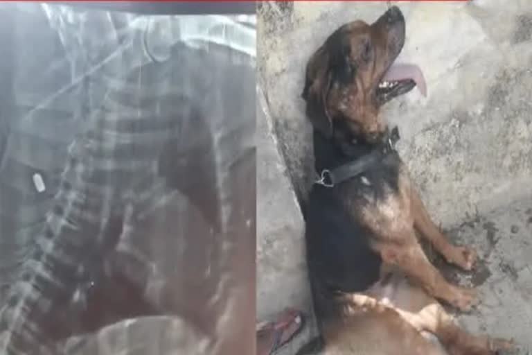 Loyal dog shot in Sultanpur  dog dies while trying to save the owner in Sultanpur  dog dies after being shot in Uttara Pradesh  ಸುಲ್ತಾನ್​ಪುರದಲ್ಲಿ ಸಾಕು ನಾಯಿ ಮೇಲೆ ಗುಂಡಿನ ದಾಳಿ  ಉತ್ತರಪ್ರದೇಶದಲ್ಲಿ ಮಾಲೀಕನ ಜೀವ ಉಳಿಸಿದ ಸಾಕು ಶ್ವಾನ  ಉತ್ತರಪ್ರದೇಶ ಸುದ್ದಿ