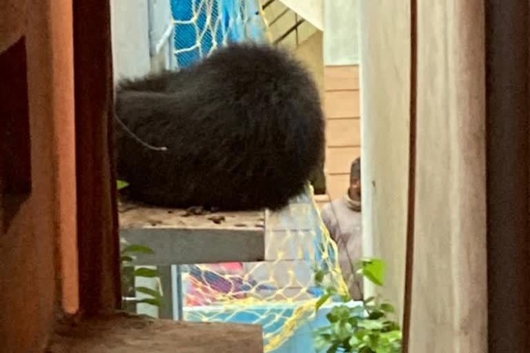 bear sitting on the window floor in Hospete