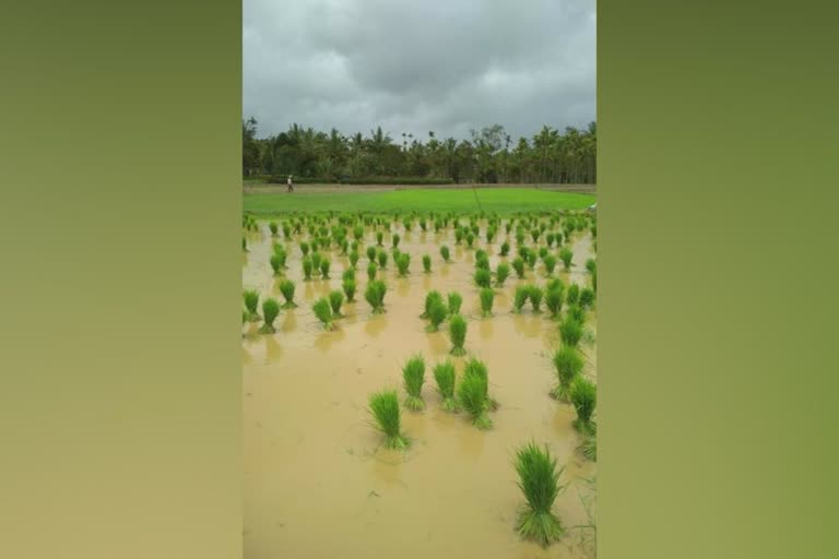 പാലക്കാട് ഒന്നാംവിള നെൽകൃഷി  പാലക്കാട് ഒന്നാംവിള ഒരുക്കങ്ങള്‍  ഒന്നാംവിള ഞാറ്റടി നടീല്‍  palakkad first crop cultivation preparations  palakkad paddy cultivation latest