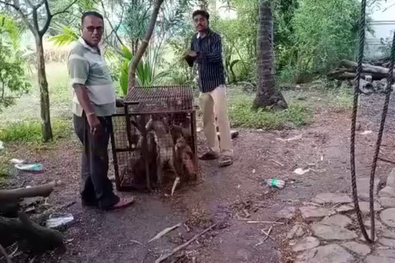 The monkies were rescued by Bajarangdal Activists