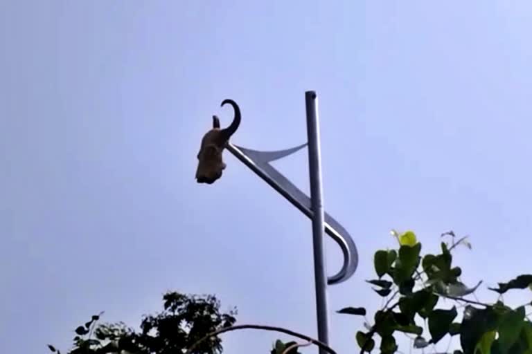 Cow Skull tied to light pole by mischief in Belagavi, Cow Skull tied in Belagavi, Belagavi news, ಬೆಳಗಾವಿಯಲ್ಲಿ ವಿದ್ಯುತ್ ಕಂಬಕ್ಕೆ ದನದ ಬುರಡೆ ಕಟ್ಟಿದ ಕಿಡಿಗೇಡಿಗಳು, ಬೆಳಗಾವಿಯಲ್ಲಿ ದನದ ತಲೆ ಬುರುಡೆ ಕಟ್ಟಿ ಹಾಕಿ ವಿಕೃತಿ, ಬೆಳಗಾವಿ ಸುದ್ದಿ,