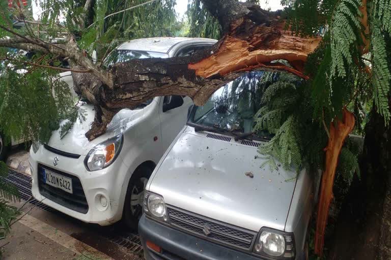 branches of three fell down on cars thiruvananthapuram  തിരുവനന്തപുരം മെഡിക്കൽ കോളജ് വളപ്പില്‍ വാഹനങ്ങള്‍ക്ക് മുകളില്‍ മരക്കൊമ്പ് ഒടിഞ്ഞു വീണു  തിരുവനന്തപുരം മെഡിക്കൽ കോളജ് ആശുപത്രിയിൽ മരത്തിന്‍റെ കൊമ്പ് കാറുകളുടെ മുകളിലേക്ക് ഒടിഞ്ഞു വീണു  branches of tree become dangerous in tvm medical college compound  precautions for rainy season