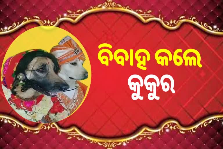 ବିବାହ ବନ୍ଧନରେ ବାନ୍ଧି ହେଲେ ଦୁଇ ପୋଷା କୁକୁର