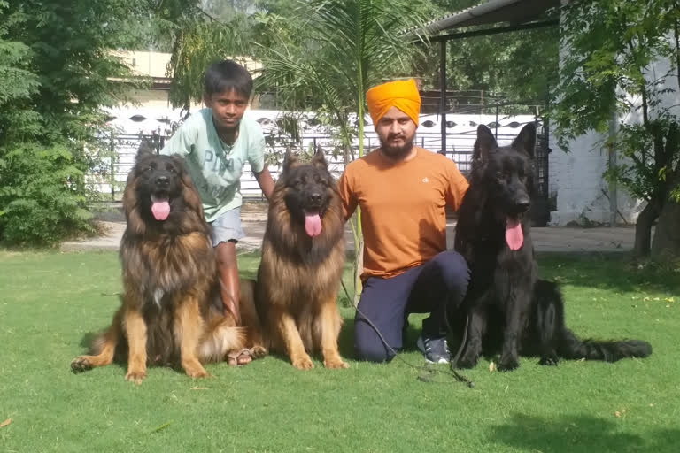 dog farming in kurukshetra