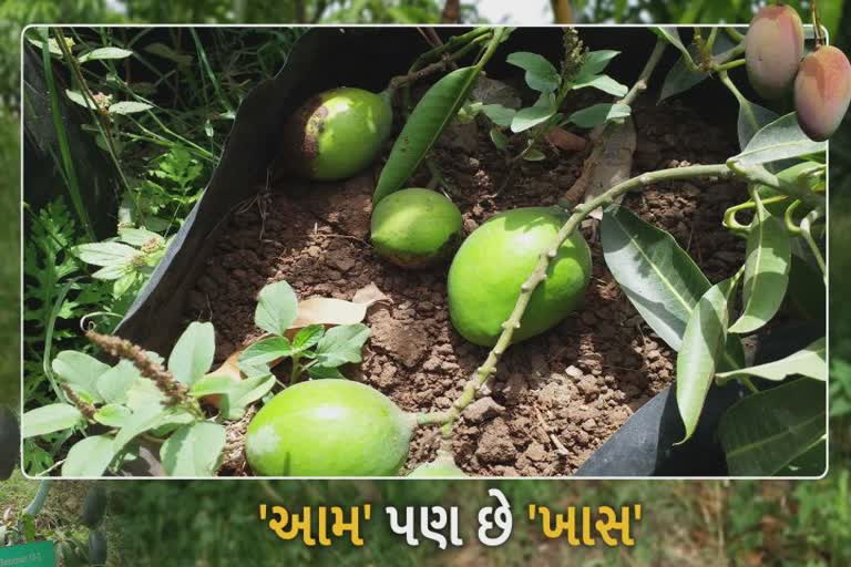 Mango Tree in Pot : કેવી રીતે ઊગી ફૂલછોડના કુંડામાં મીઠી મધુર કેરી