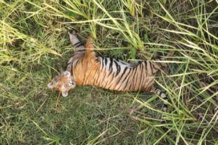 Tiger panic in Khatima