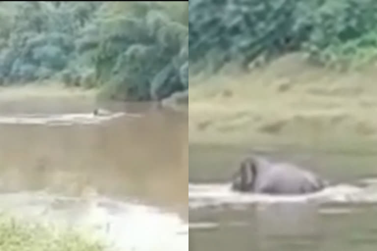 violent elephant in river  elephant roaming in river  pathanamthitta elephant  അയിരൂരില്‍ ഇടഞ്ഞ ആന ആറ്റില്‍ ചാടി  പത്തനംതിട്ടയിൽ ആന ഇടഞ്ഞു