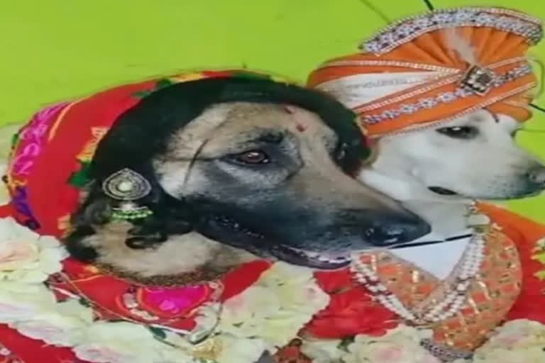 WEDDING OF PET DOG AND BITCH WAS DONE ACCORDING TO HINDU CUSTOMS