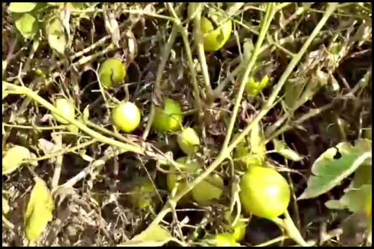 scorch disease in Tomato crop