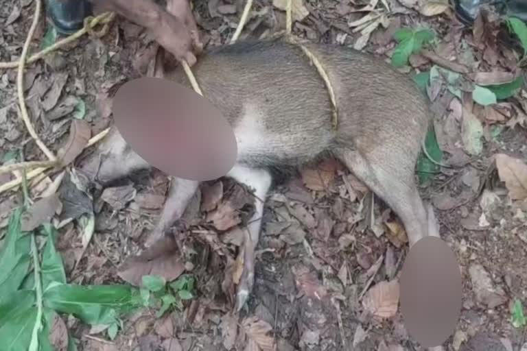 wild boar killed in kollam  wild boar  കാട്ടുപന്നിയെ വെടിവച്ചുകൊന്നു  കാട്ടുപന്നിയെ കൊല്ലാൻ ഉത്തരവ്  ഇട്ടിവ ഗ്രാമപഞ്ചായത്ത് കാട്ടുപന്നി ശല്യം