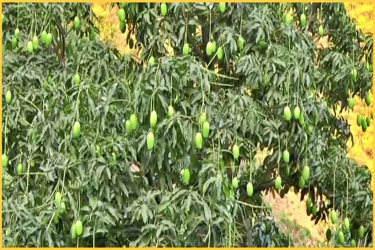 Mango Production In Sirmaur