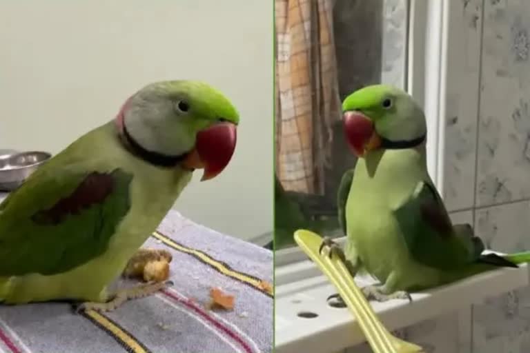 parrot viral video social media