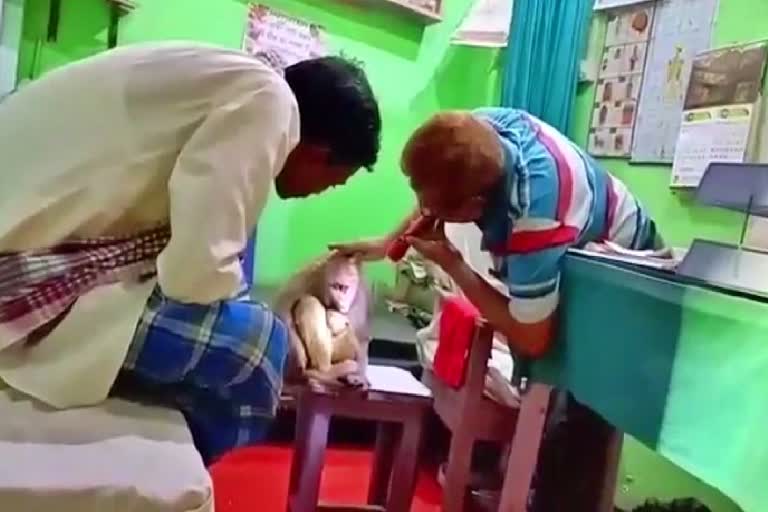 Viral Video Of Injured Monkey Reached Hospital