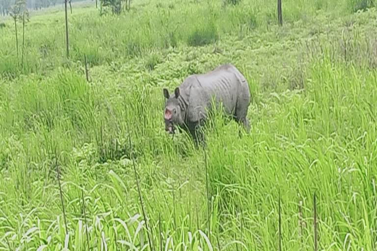 লাহে লাহে সুস্থ হৈ উঠিছে ওৰাং ৰাষ্ট্ৰীয় উদ্যানত ৰখা খড়্গ বিহীন আহত গঁড়টো