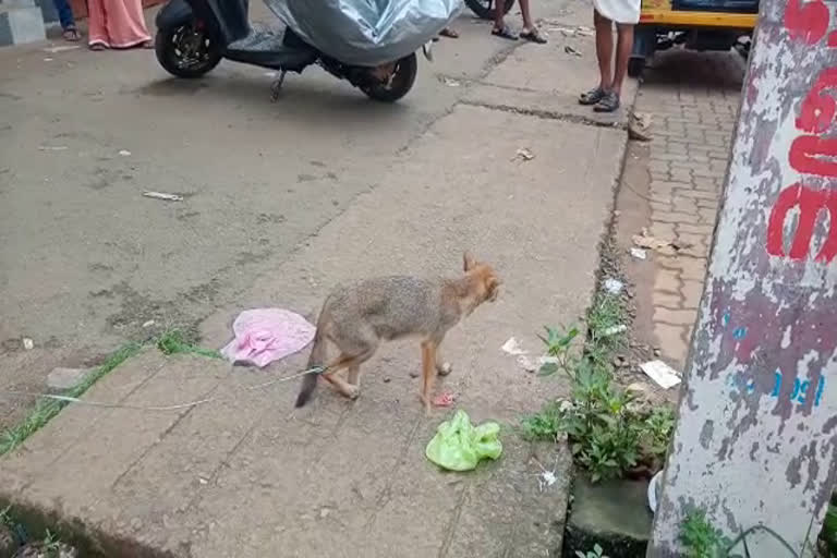 പാമ്പാടി നഗരമധ്യത്തിൽ പട്ടാപകൽ കുറുക്കനെ പിടികൂടി  പാമ്പാടിയില്‍ വന്യമൃഗ ശല്യം  fox was caught in Pampady city center kottayam  Wild animal attack in Pampady