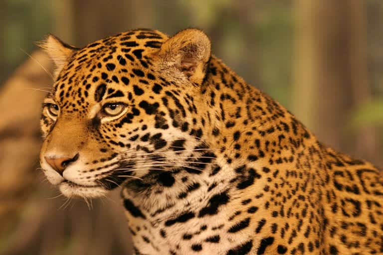 Leopards Statistics