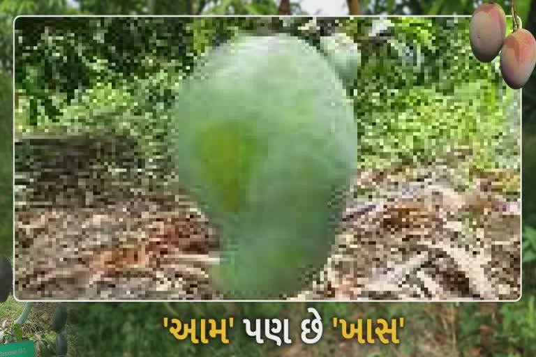 Junagadh Kesar Mango: કેરીના સંશોધનમાં ખેડૂતે મેળવી સિદ્ધિ, જાણો કેરીમાં શું છે વિશેષતા