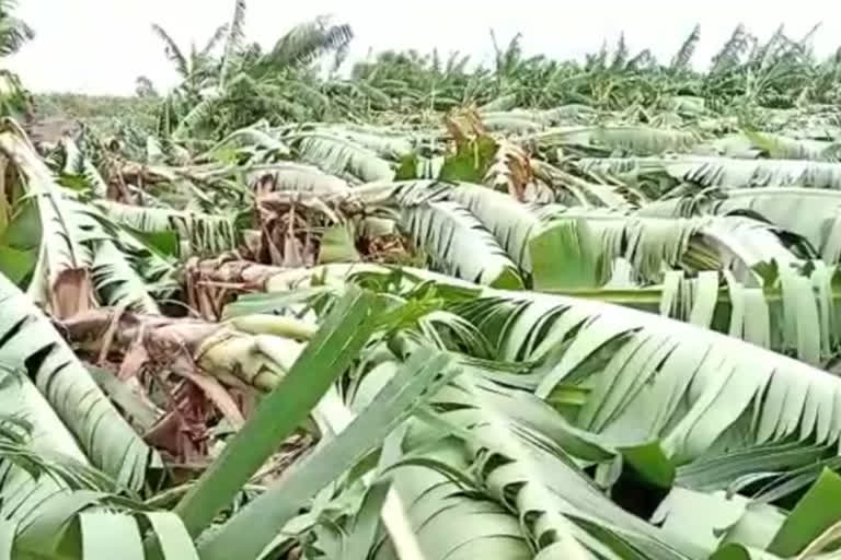 heavy unseasonal rains in hingoli