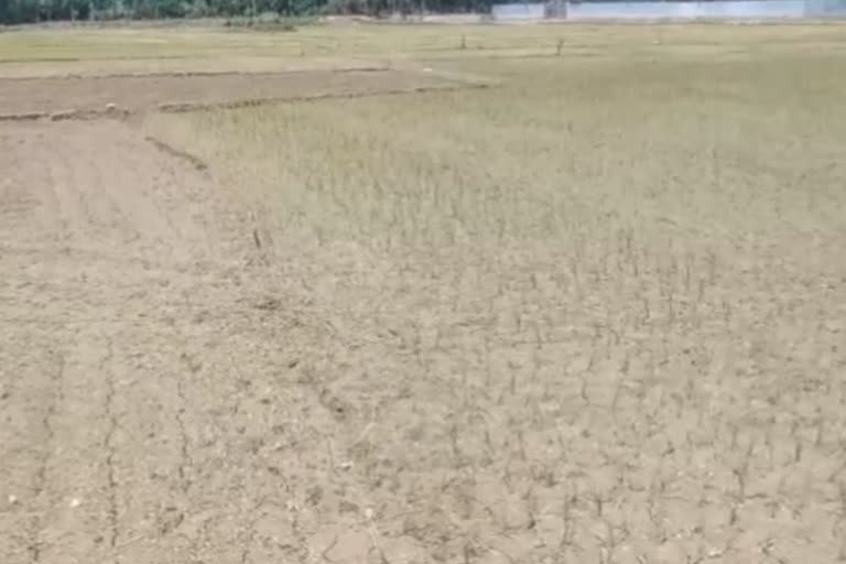 Awantipora Farmers Protest