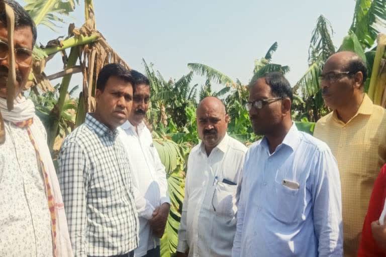 rains damage banana orchards