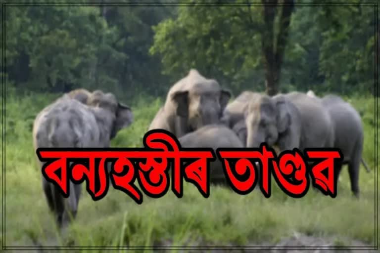 Wild Elephant infestation in Hojai