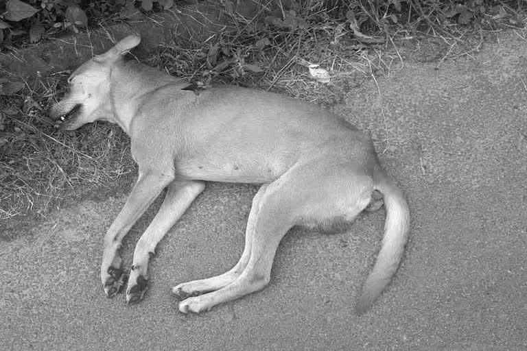 Contract Killing Of Dogs In Jaipur