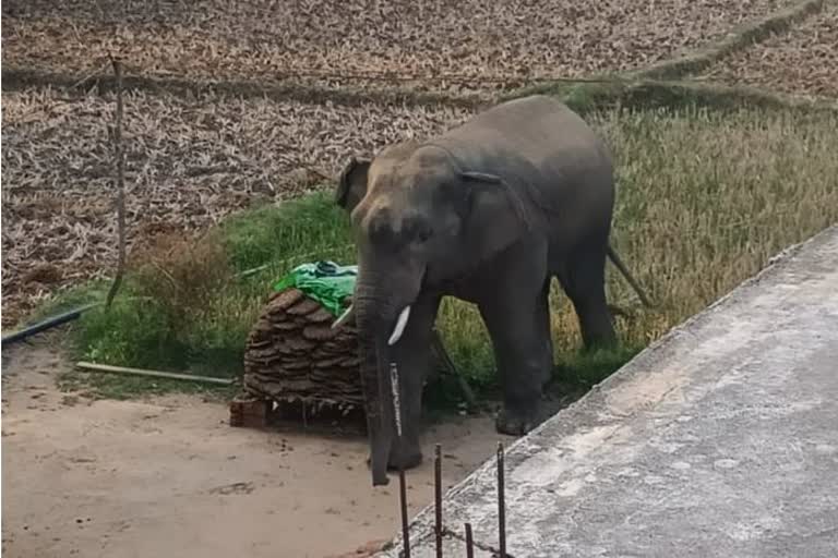 group of chanda elephants