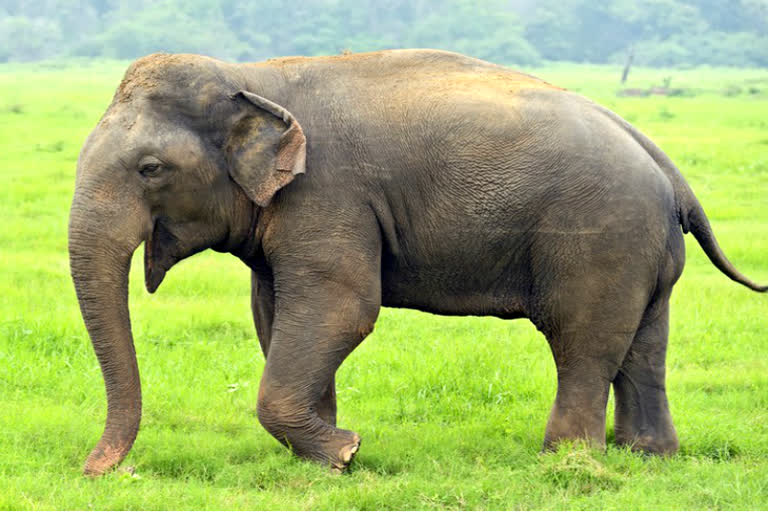 One killed in elephant attack in Marwahi