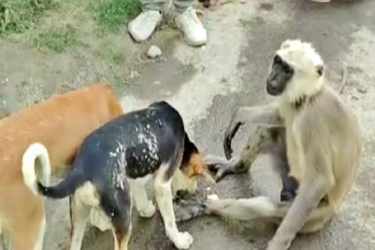 Gopalganj Langur Dog Love