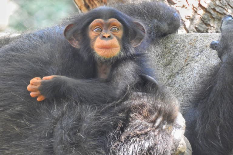 Arignar Anna Zoological Park celebrated the first birthday of 'Adithiya  ' a baby chimpanzee  ഹാപ്പി ബര്‍ത്ത് ഡേ ആദിത്യ  ചിമ്പാന്‍സി കുഞ്ഞിന്‍റെ ബര്‍ത്ത് ഡേ  ചിമ്പാന്‍സി കുഞ്ഞിന്‍റെ ജന്മ ദിനം ആഘോഷമാക്കി സുവോളജിക്കല്‍ പാര്‍ക്ക് അധികൃതര്‍  അരിജ്ഞർ അന്ന സുവോളജിക്കൽ പാർക്ക്  വണ്ടല്ലൂര്‍