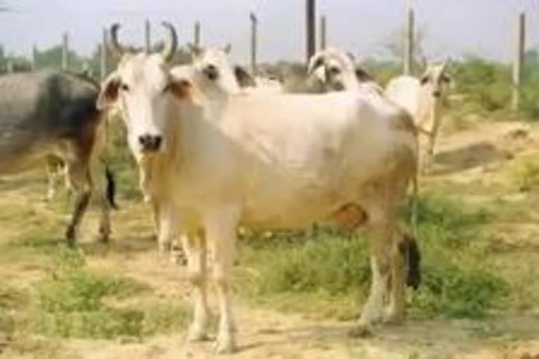 Kamdhenu Breeding Center in mp