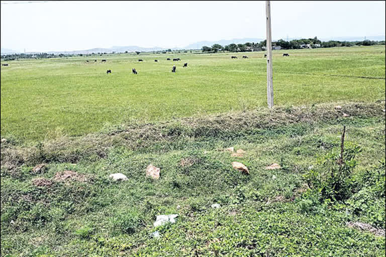 crop holiday at ysr kadapa district