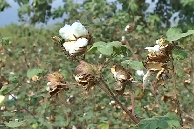 Cotton Crop Cultivation