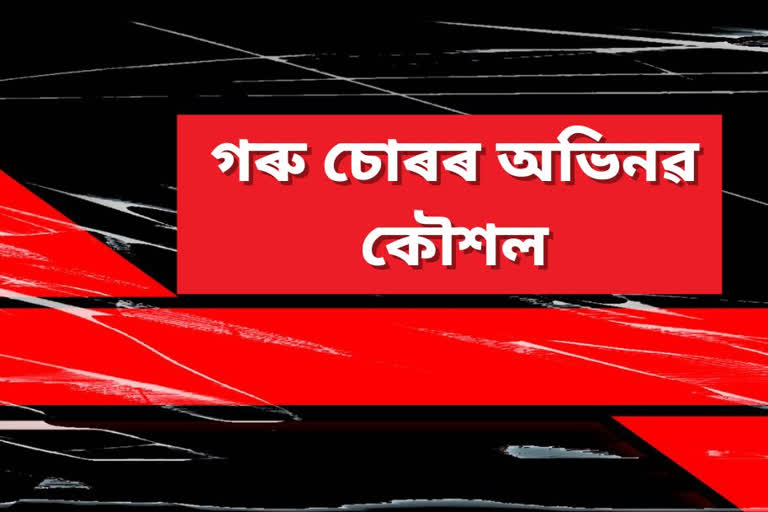 smuggling of cattle in assam with new techniques