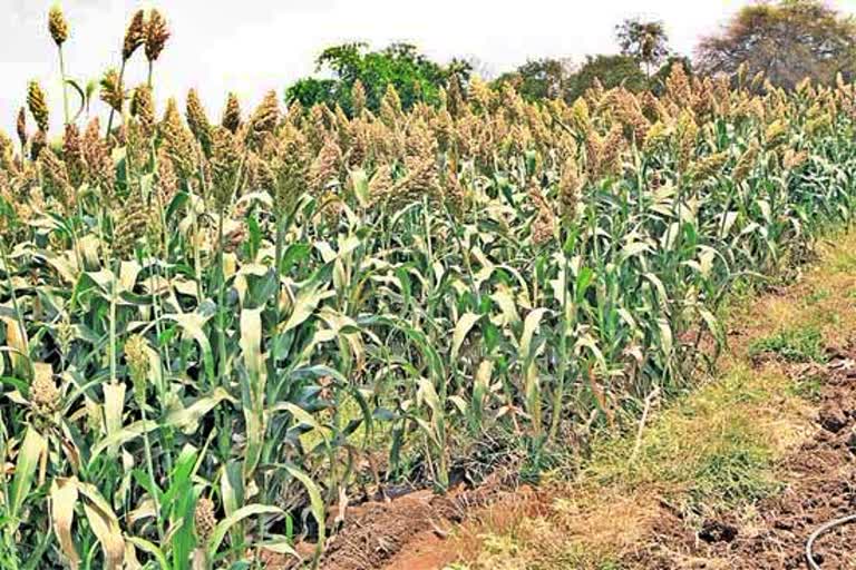 Sorghum Crop