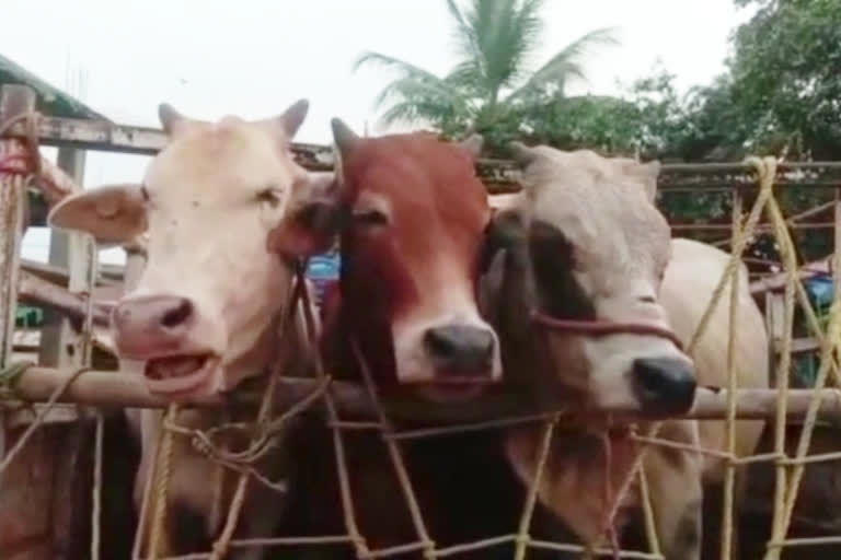 four arrested with cattle in hojai