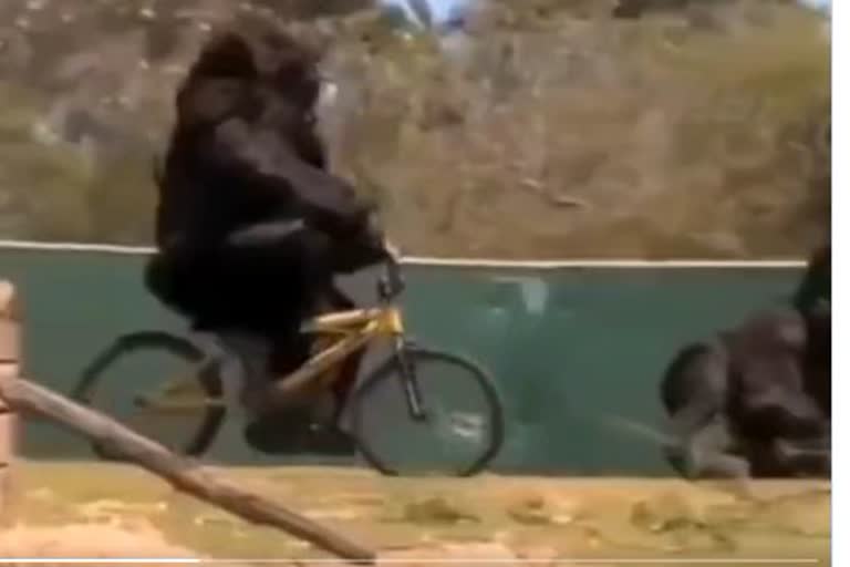 gorilla riding on cycle