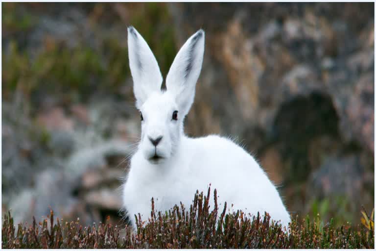 rabbit hunt in sirohi