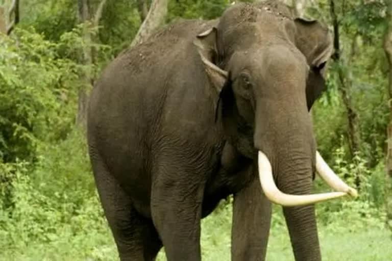 elephant tramples woman