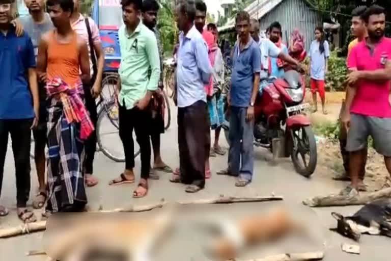 Stray Dog death